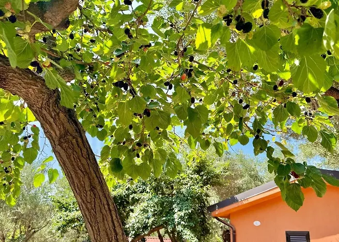 Villaggio Alberghiero Da Pepe Bed & Breakfast Marina di Camerota